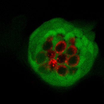 Zebrafish neuromast with ribbon synapses.