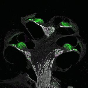 Confocal image of spiral ganglion neurons in a cross-section of a postnatal day 0 mouse cochlea.